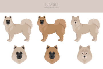 Eurasier dog clipart. Different poses, coat colors set