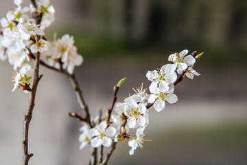 Stilleben mit Apfelblüten