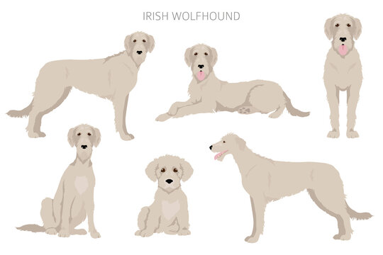 Irish wolfhound clipart. Different poses, coat colors set © a7880ss