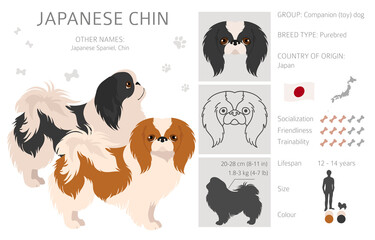 Japanese chin clipart. Different poses, coat colors set - obrazy, fototapety, plakaty