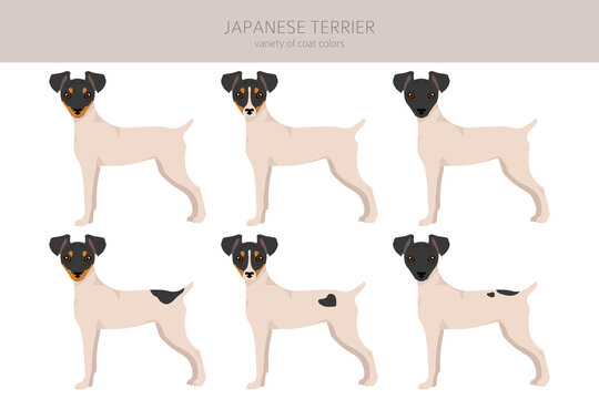 Japanese terrier sales