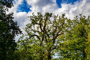 Fototapeta premium tree and sky