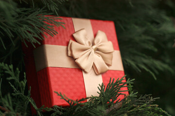 Red gift box for valentine's day on pine tree.