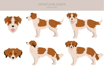 Kromfohrlander clipart. Different poses, coat colors set