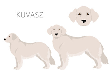 Kuvasz clipart. Different poses, coat colors set