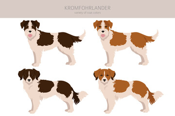 Kromfohrlander clipart. Different poses, coat colors set