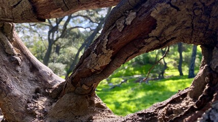 Detail of fallen tree trunk with soft focus grass and trees visible in background, through holes