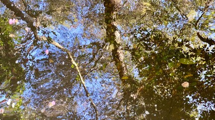 Reflection in water with leaves floating on surface, creating abstract pattern of trees and sky suitable for text and graphics 