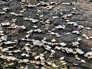 Detail of fungi growing on a rotting log
