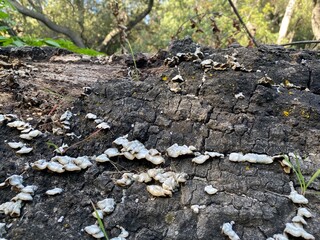 Fungi growing on a rotting tree trunk with other trees visible behind