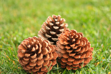 Pine cone fallen on the green grass in forest. Close-up pine cone.