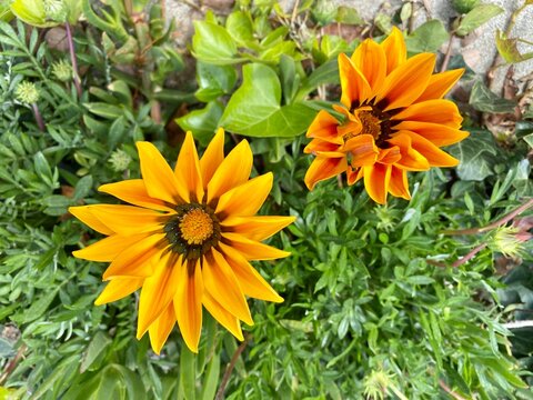Two Bright Orange Flowers Growing In A Garden, Viewed From Above