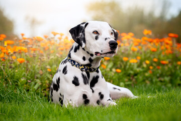 Cute Young Dalmatian in Garden with Flowers