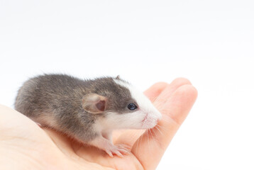 Baby Rat Dumbo on hand