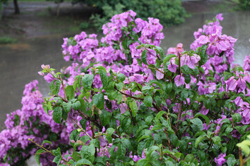 Obraz premium flowers in the garden
