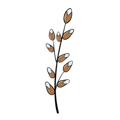 green  willow plant branch with leaves for design