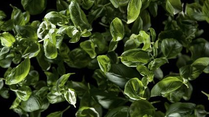 Freeze Motion Shot of Flying Fresh Basil leaves. Top shot.