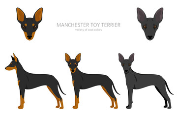 Manchester toy terrier clipart. Different poses, coat colors set