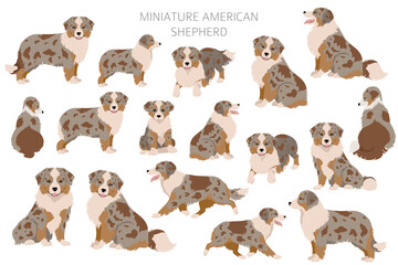Fototapeta premium Miniature american shepherd clipart. Different poses, coat colors set