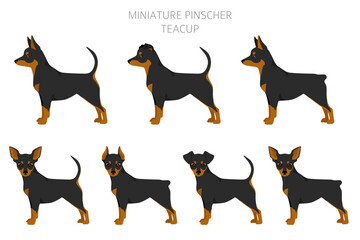 Miniature pinscher teacup clipart. Different poses, coat colors set