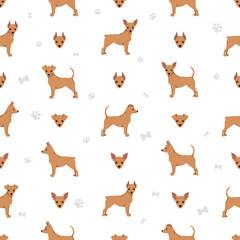 Miniature pinscher teacup seamless pattern. Different poses, coat colors set