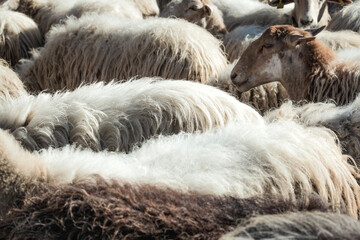 Ecological and sustainable branch concept. Wool products, sheep cheese and food derivatives of...