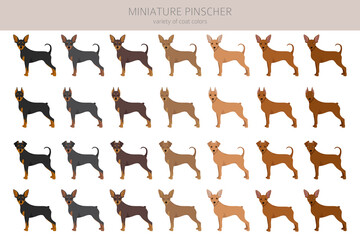 Miniature pinscher clipart. Different poses, coat colors set
