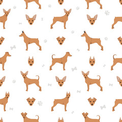 Miniature pinscher seamless pattern. Different poses, coat colors set
