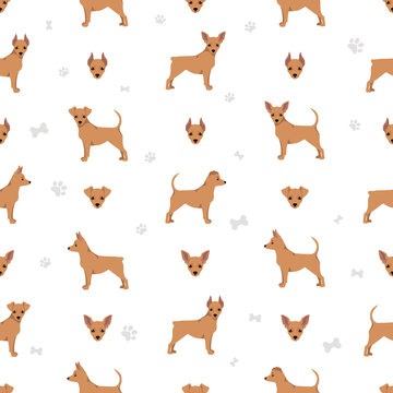 Miniature pinscher teacup seamless pattern. Different poses, coat colors set © a7880ss
