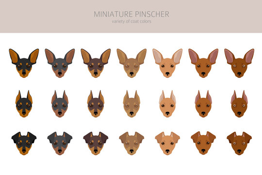 Miniature pinscher clipart. Different poses, coat colors set