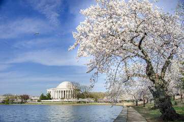Jefferson Memorial during cherry blossom festival in springtime - Washington D.C. United States of America	