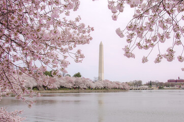Washington Monument and cherry blossoms in cherry blossom festival in Washington DC United States