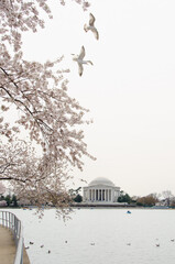 Jefferson Memorial during cherry blossom festival in springtime - Washington D.C. United States of America	