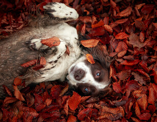 Brown and White Spaniel in Autumn Leaves