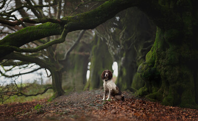 Brown and white Spaniel in Woods Trees