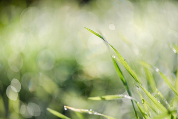 Morning dew on green grass blades in springtime