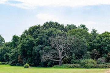 trees in the park