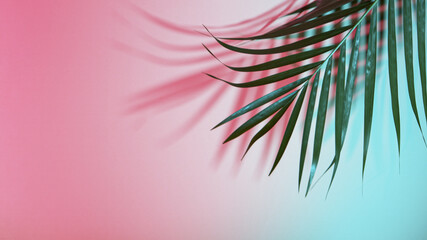 Palm leaves on colored background, freeze motion