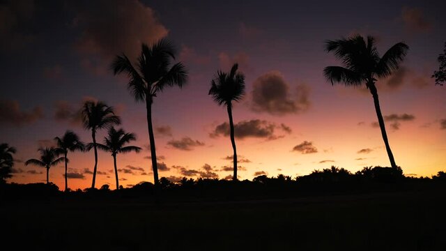 Silhouettes of palm trees against the background of a beautiful pink sunset. Romantic tropical landscape