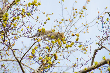 Eastern gray squirrel on a tree