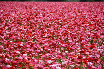 Beautiful Dutch poppy field with windmill in background