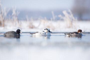 Bielaczki i łyska pływają po stawie zimową porą