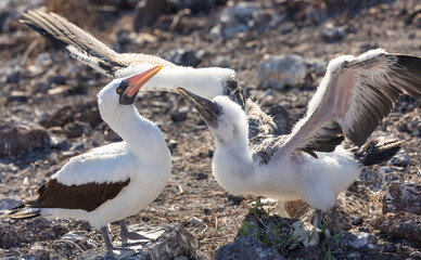 Closeup of Nazca booby parent and adolescent with spread wings standing in Galapagos landscape