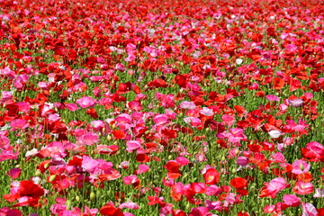 Beautiful Dutch poppy field