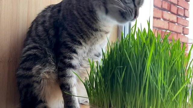 cat gray striped kurilian bobtail eating green grass sprouted oats sitting on the windowsill. healthy cat food. 