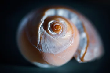 Poster snail shell close up © Erika