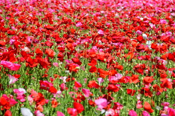 Obraz na płótnie Canvas Beautiful Dutch poppy field