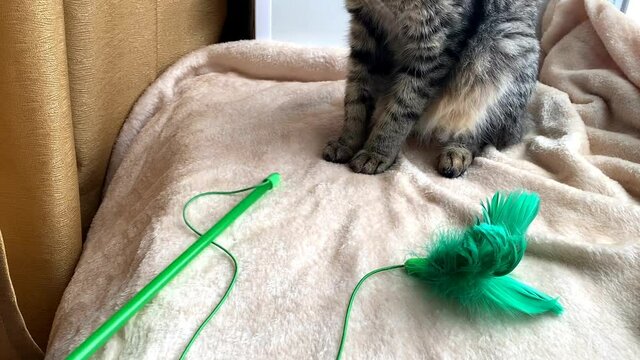 cat gray striped kurilian bobtail playing with green toy