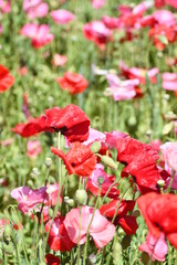 Beautiful Dutch poppy field