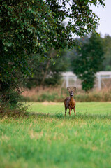 roe deer in the meadow